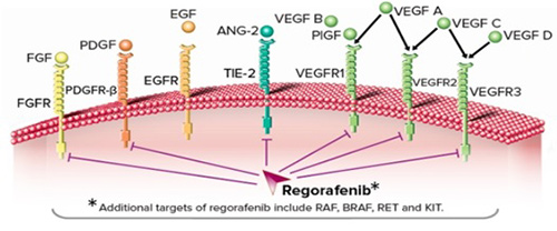 Cơ chế hoạt động của Regorafenib