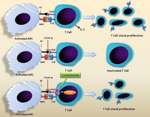 Qúa trình Lenalid kích hoạt lên tế bào T
