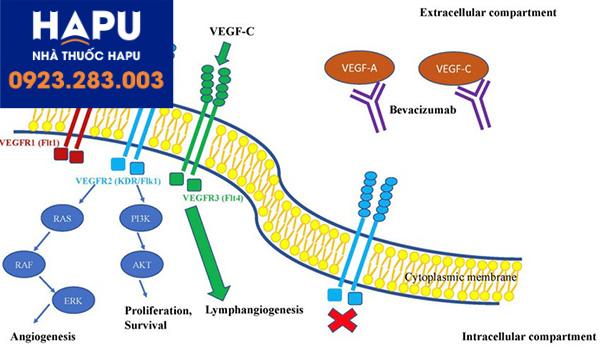 Tác dụng của Bevacizumab trên đường truyền tín hiệu VEGF
