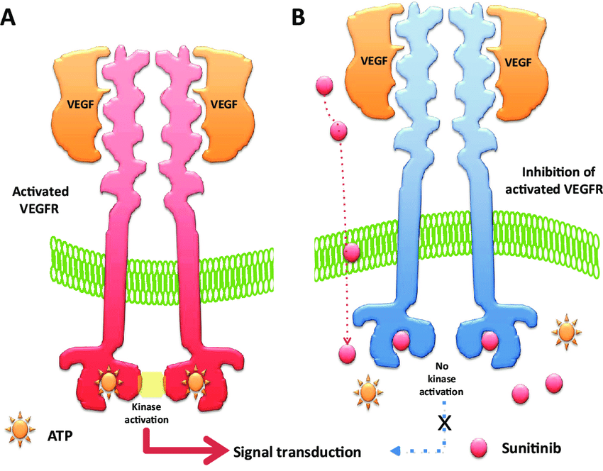 Cơ chế hoạt động của Sutent - Sunitinib trong các tế bào nội mô