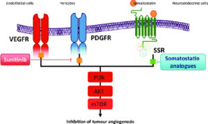 Cơ chế hoạt động của Sunitinib - Sutent