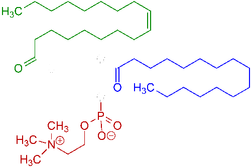 Cấu trúc của phosphatidylcholine - hoạt chất chính của phospholid 