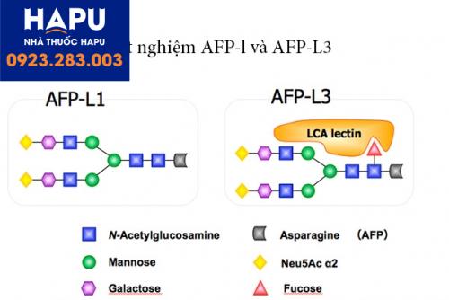 Xét-nghiệm-AFP-L3