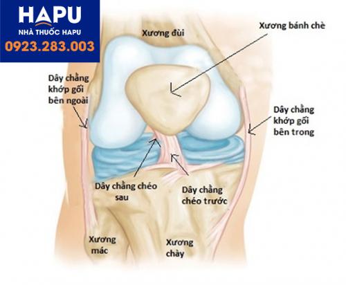 Xương-bánh-chè-nằm-ở-đâu