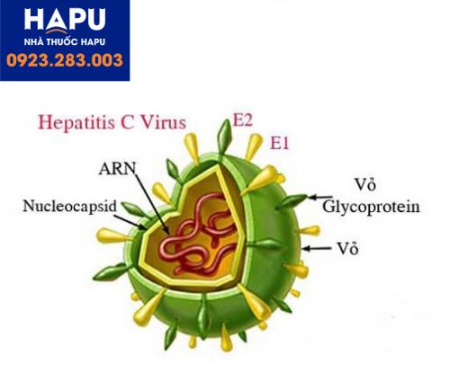 virus-HCV-viêm-gan-C