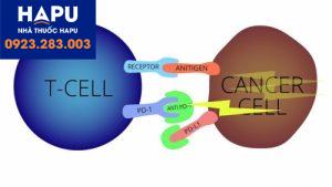 Hệ thống miễn dịch tác động tới tế bào ung thư như thế nào?