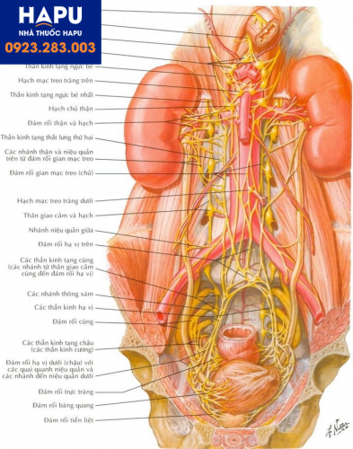 Đám rối hạ vị