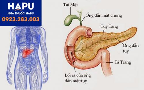 Vị trí của tuyến tụy trong ổ bụng