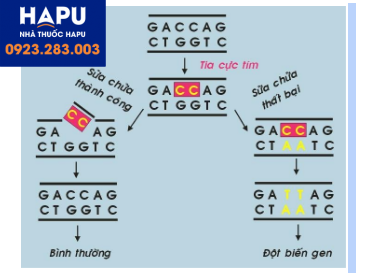 Cơ chế sinh ung của tia cực tím