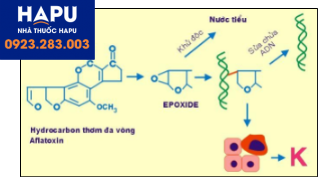 Cơ chế sinh ung của hydrocarbon thơm và aflatoxin.