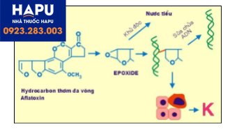 Cơ chế sinh ung của hydrocarbon thơm và aflatoxin.