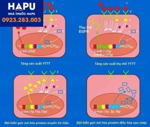 Các đột biến gen không gây chết là quá trình phát sinh ung thư