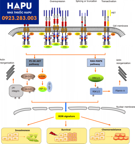 protein thụ thể ron